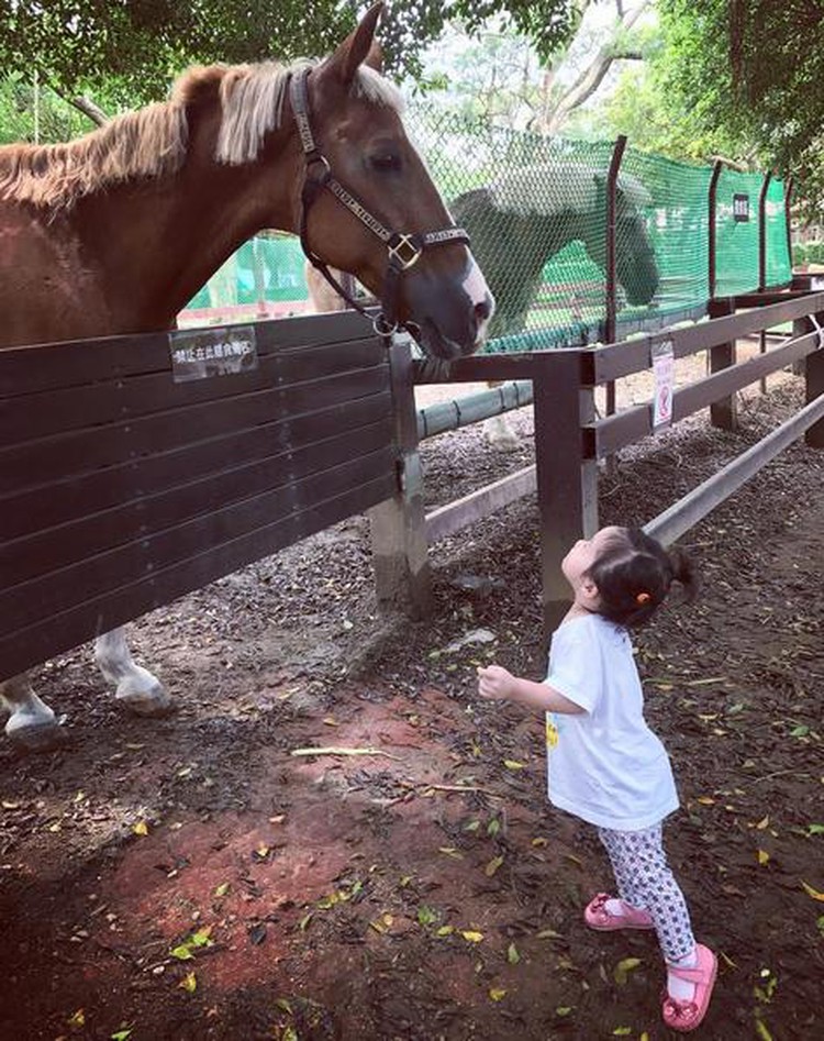 Aksi Bocah Bermain Dengan Hewan Ternak